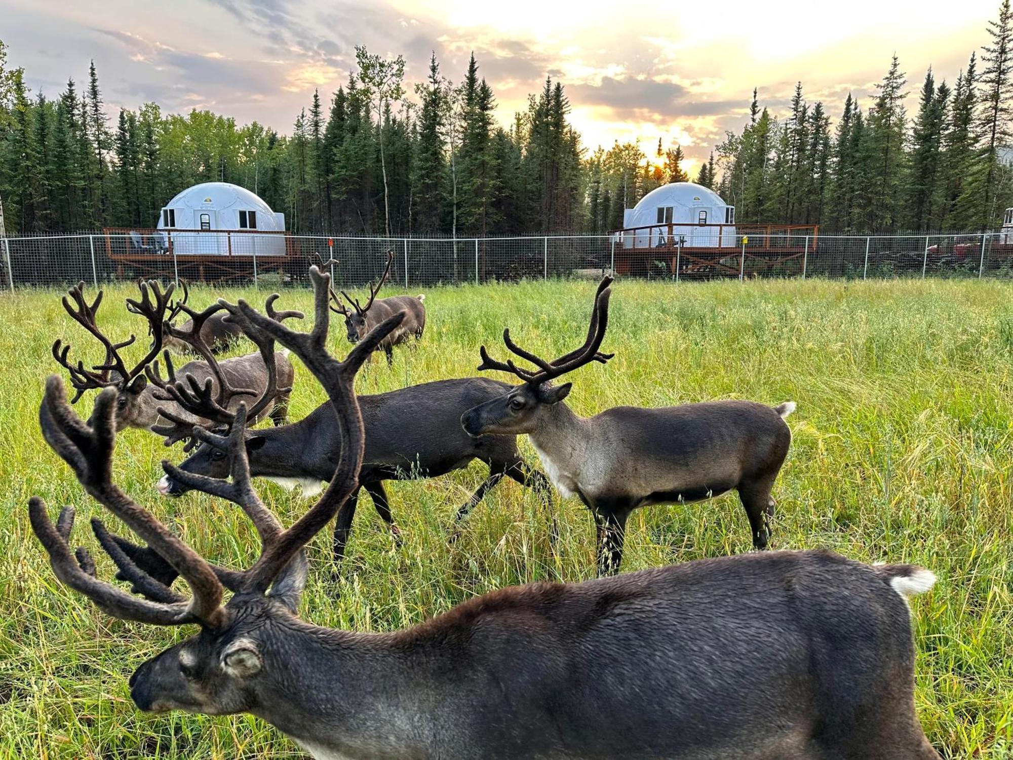Pleasant Acres Reindeer Ranch Villa Pleasant Valley Esterno foto